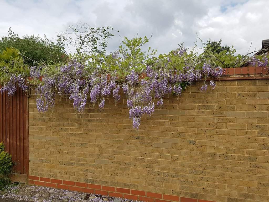 Wisteria sinensis 'Prolific' 100-125 cm